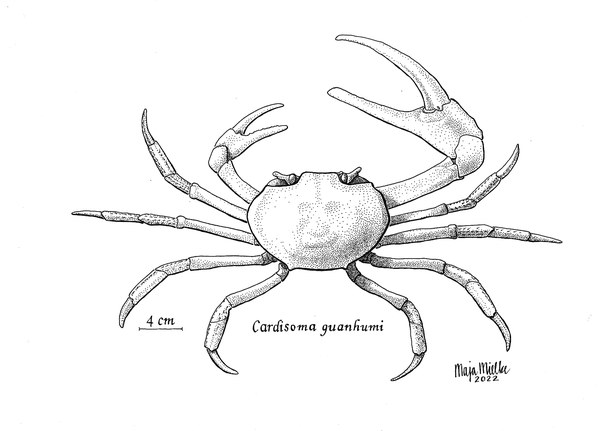 Cardisoma guanhumi