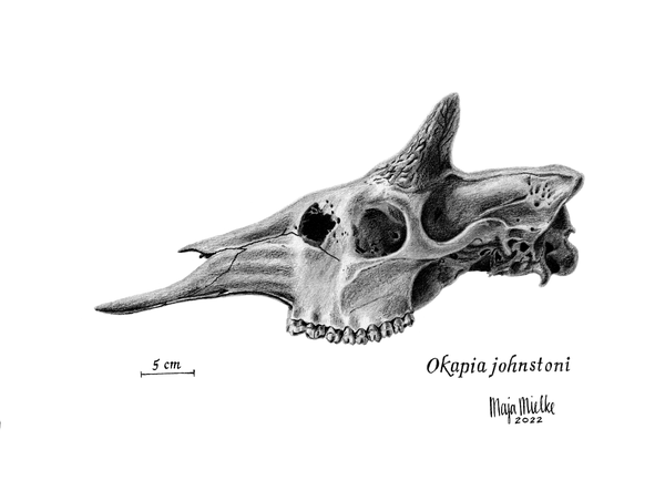Okapia johnstoni skull