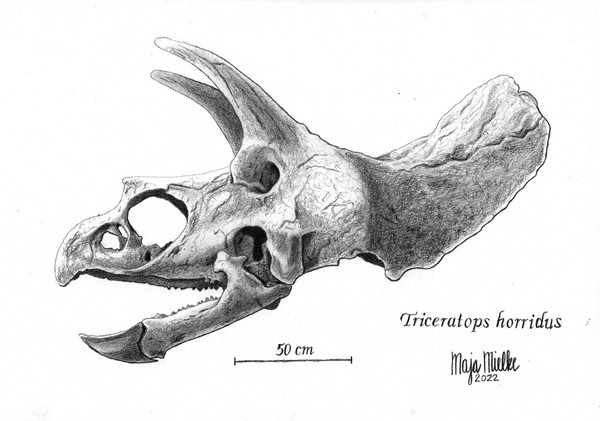 Triceratops horridus skull