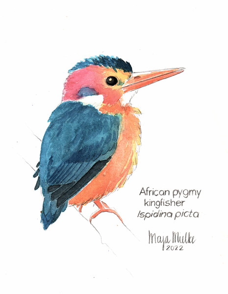 African pygmy kingfisher