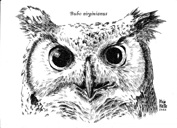 Bubo virginianus
