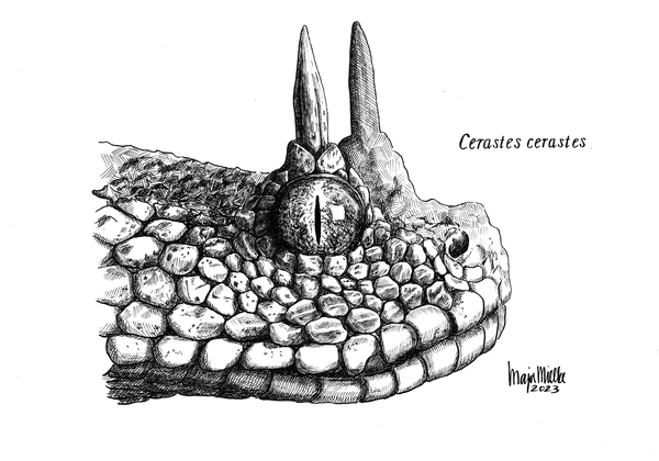 Cerastes cerastes