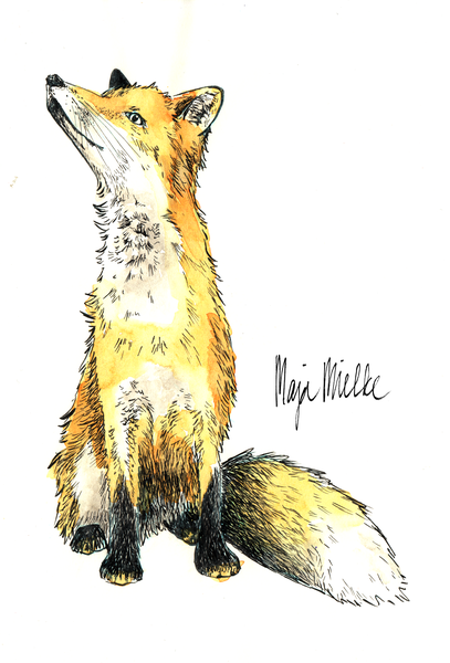 Vulpes vulpes