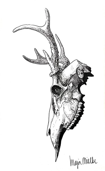 deer skull