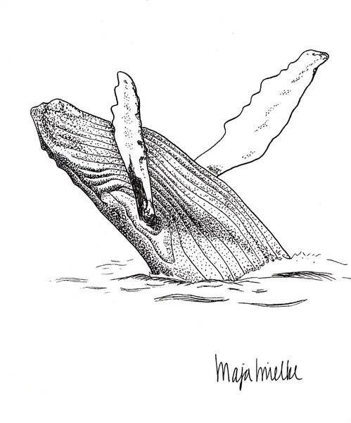 whale