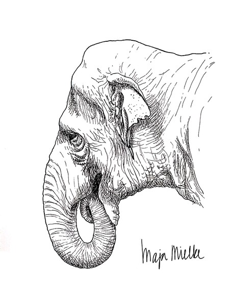 elephant