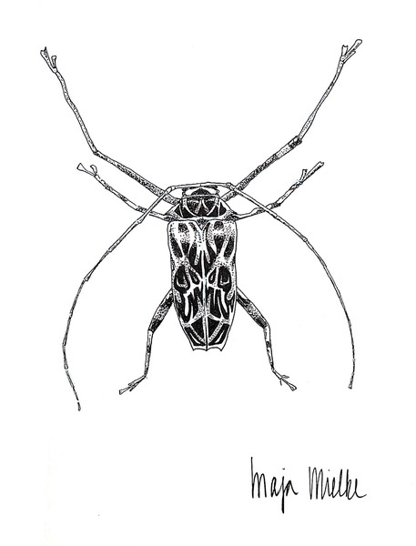 harlequin beetle