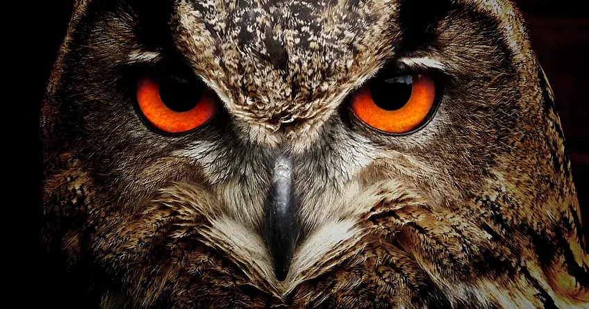 image from Owls fly almost silently (if they don't use hairspray)