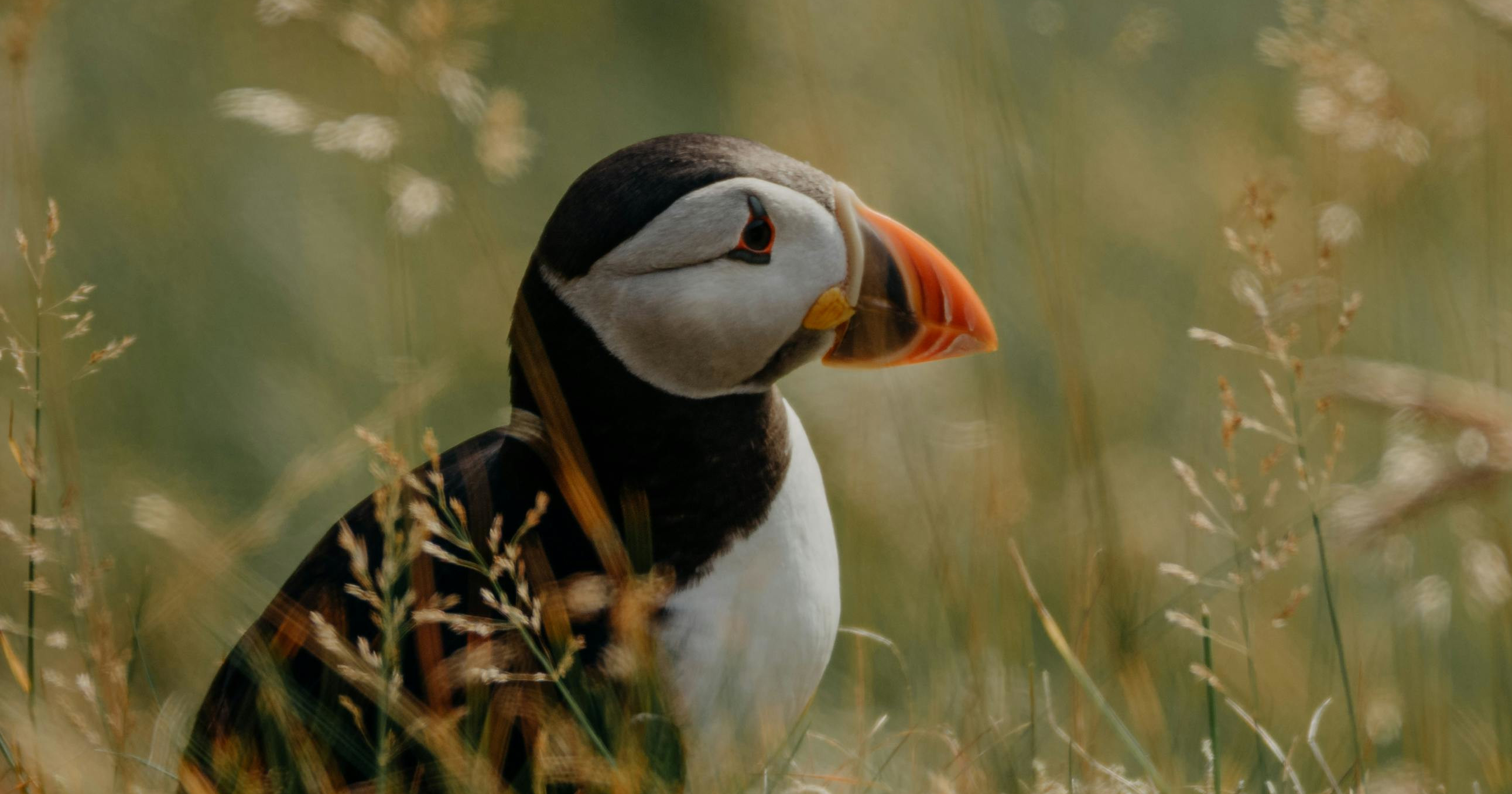 image from Puffin fledglings strand on beaches because of artificial light