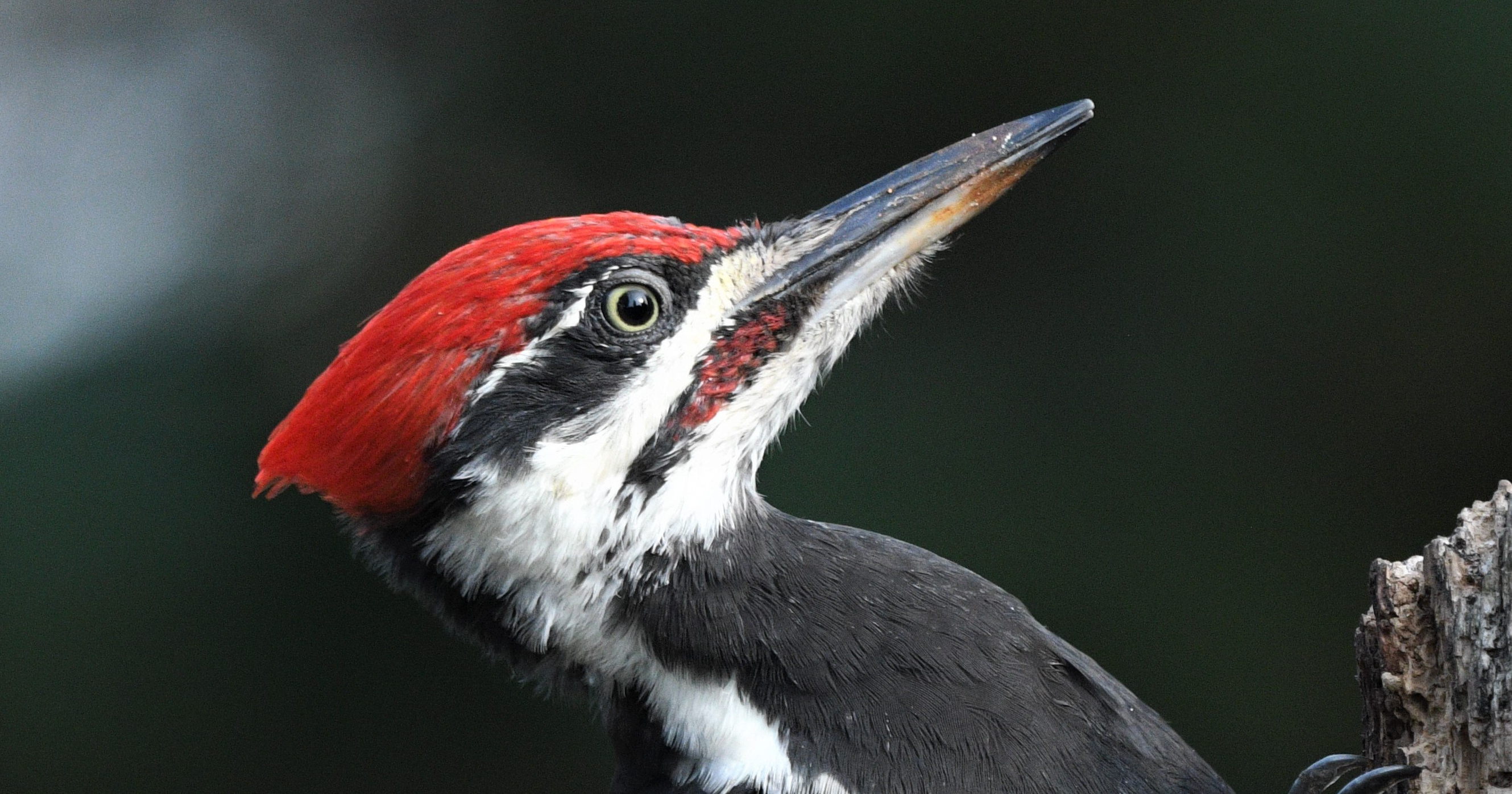 image from Why do woodpeckers not get stuck in trees?