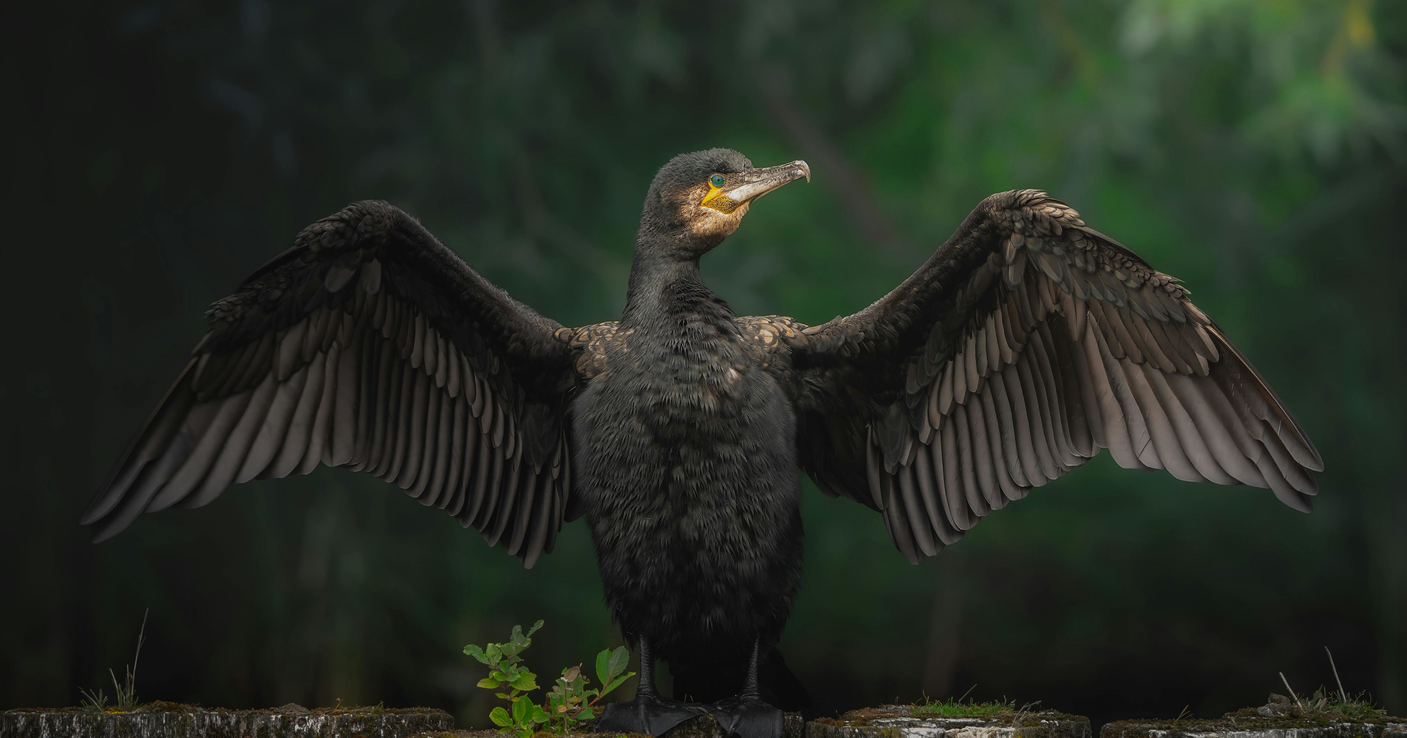 image from Feathers with dual function: the cormorant's secret of success