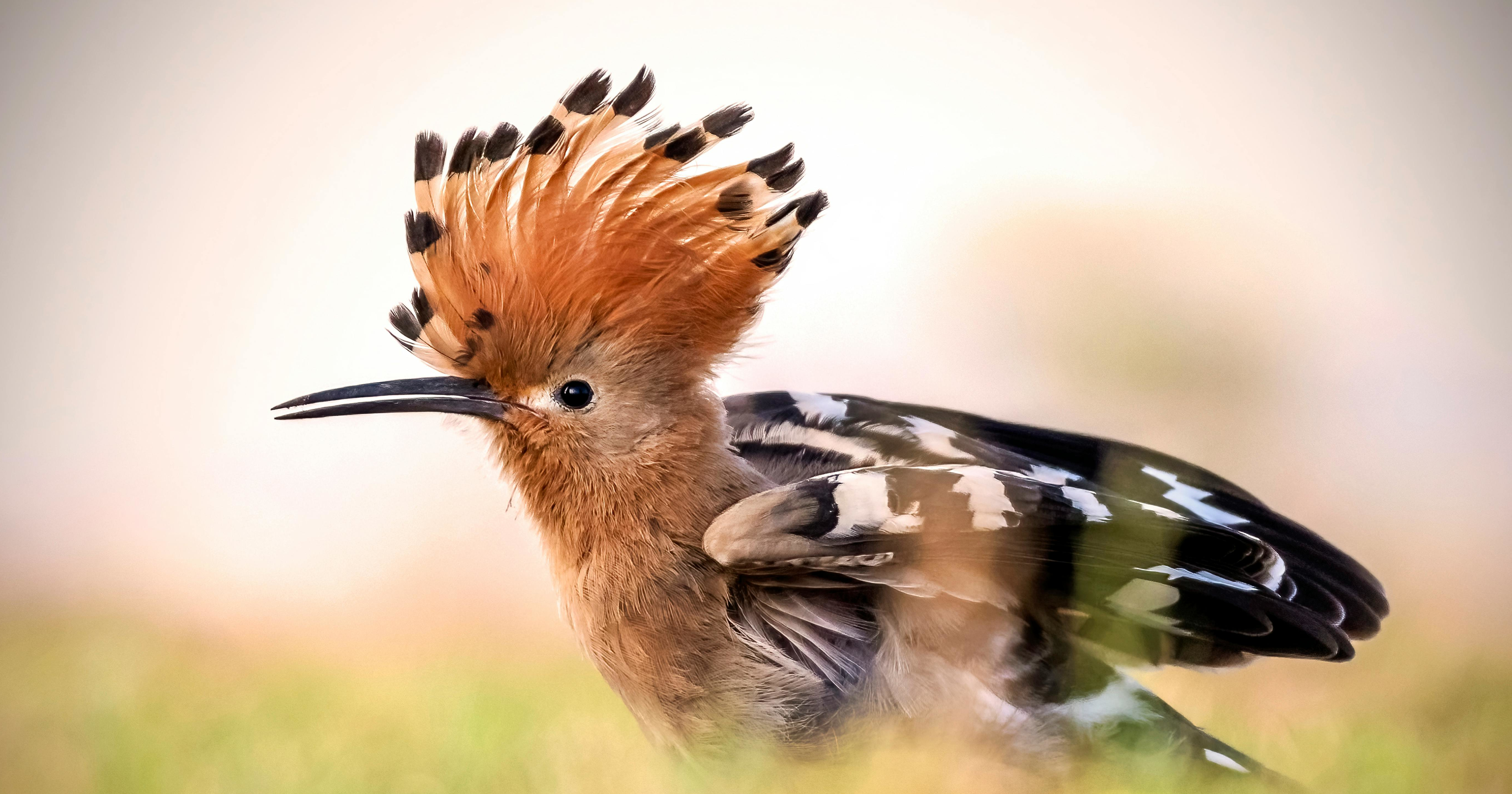image from The secret ingredients of hoopoes' stinky preen oil help keep their feathers safe