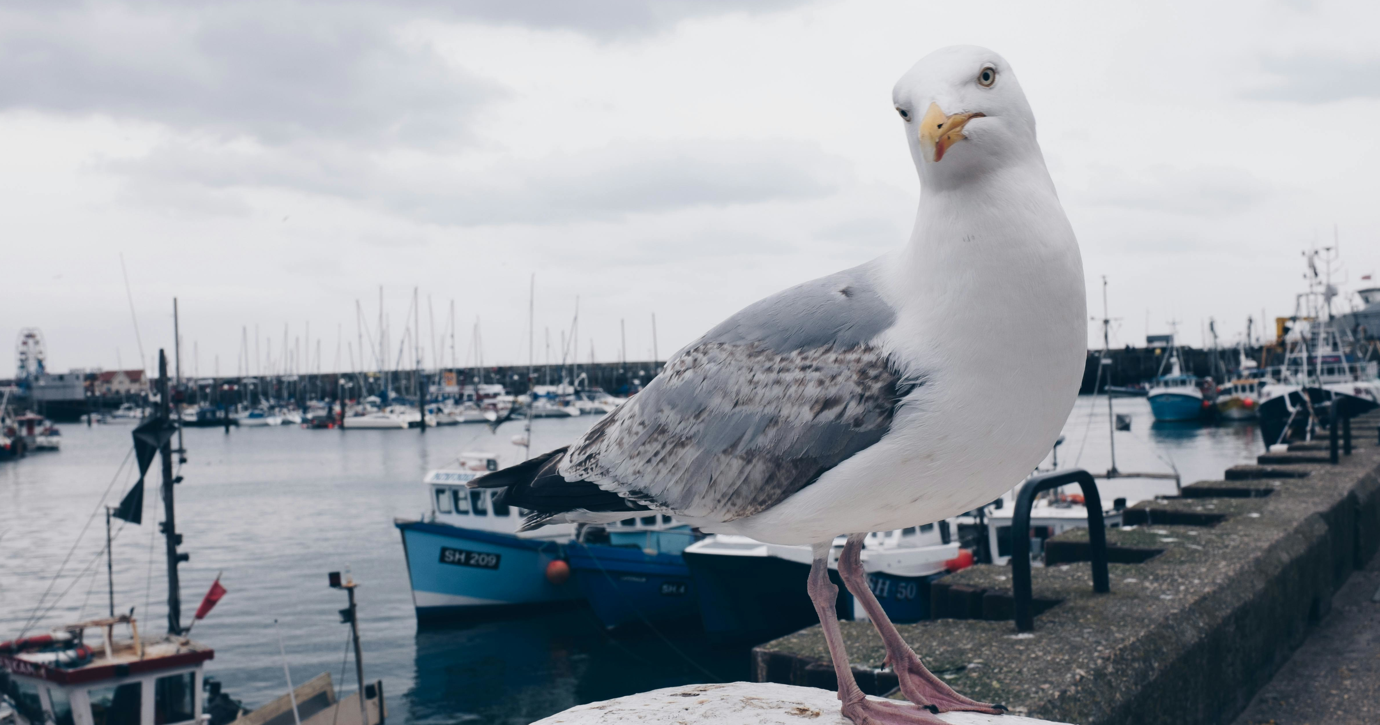 image from Stare at gulls, if you don't want them to steal your lunch