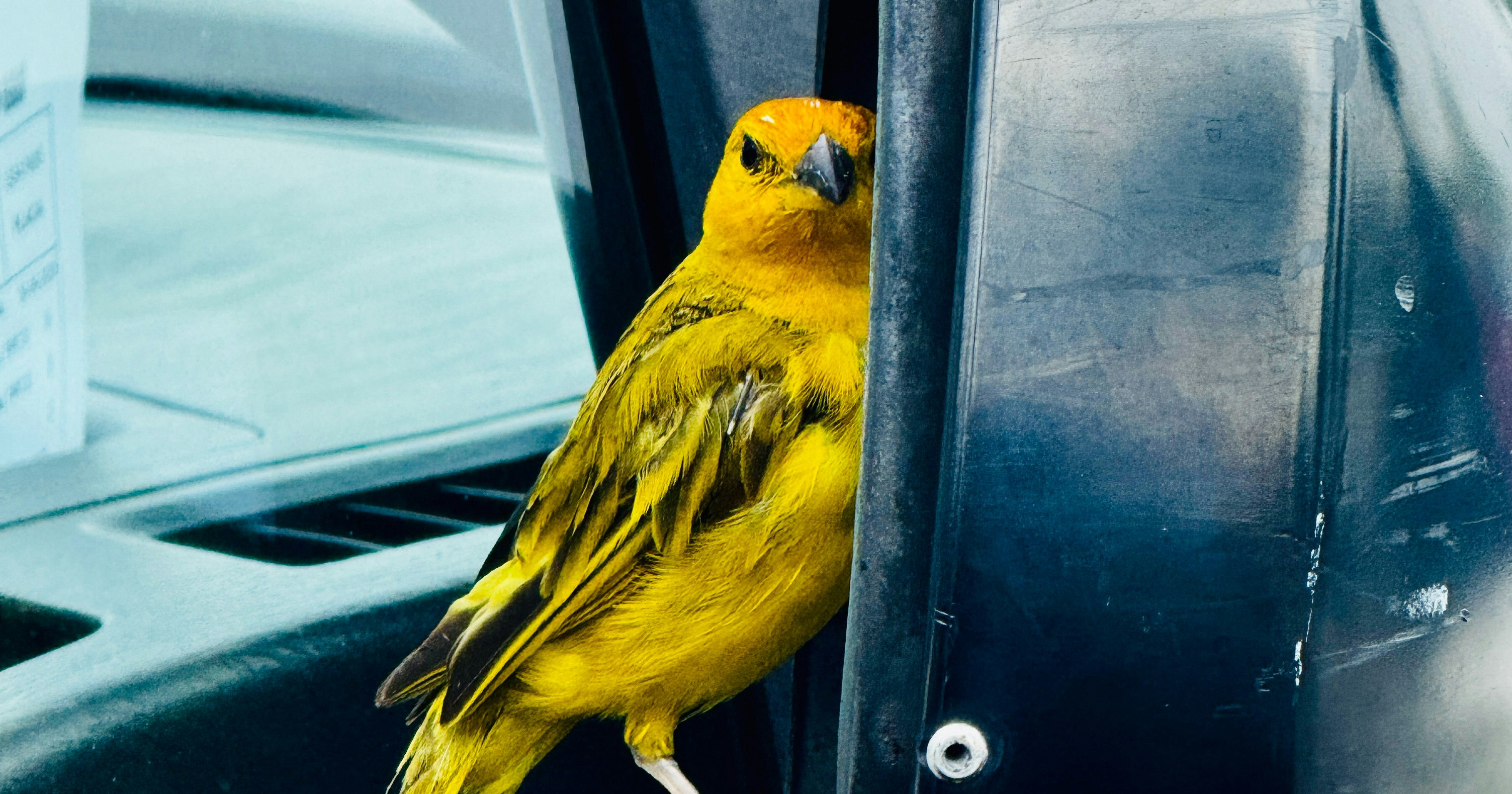 image from Traffic noise increases aggressive behavior in territorial songbirds