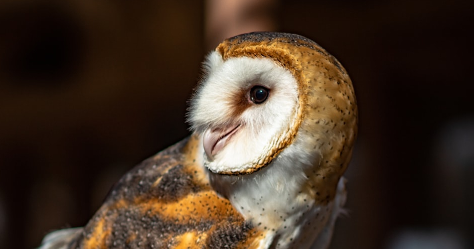 image from Owls can look to the left by turning their heads to the right