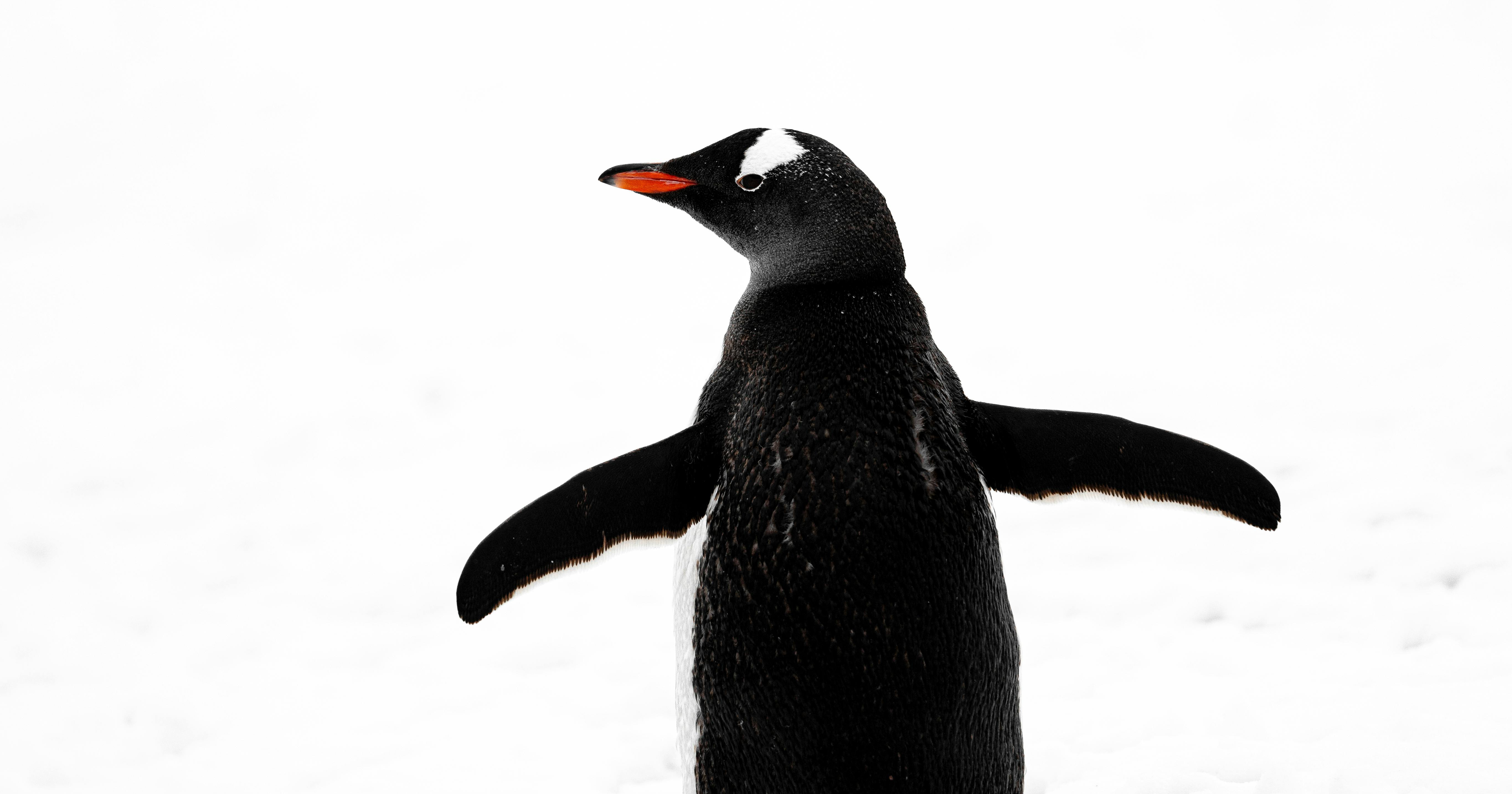 image from Molting penguins overheat