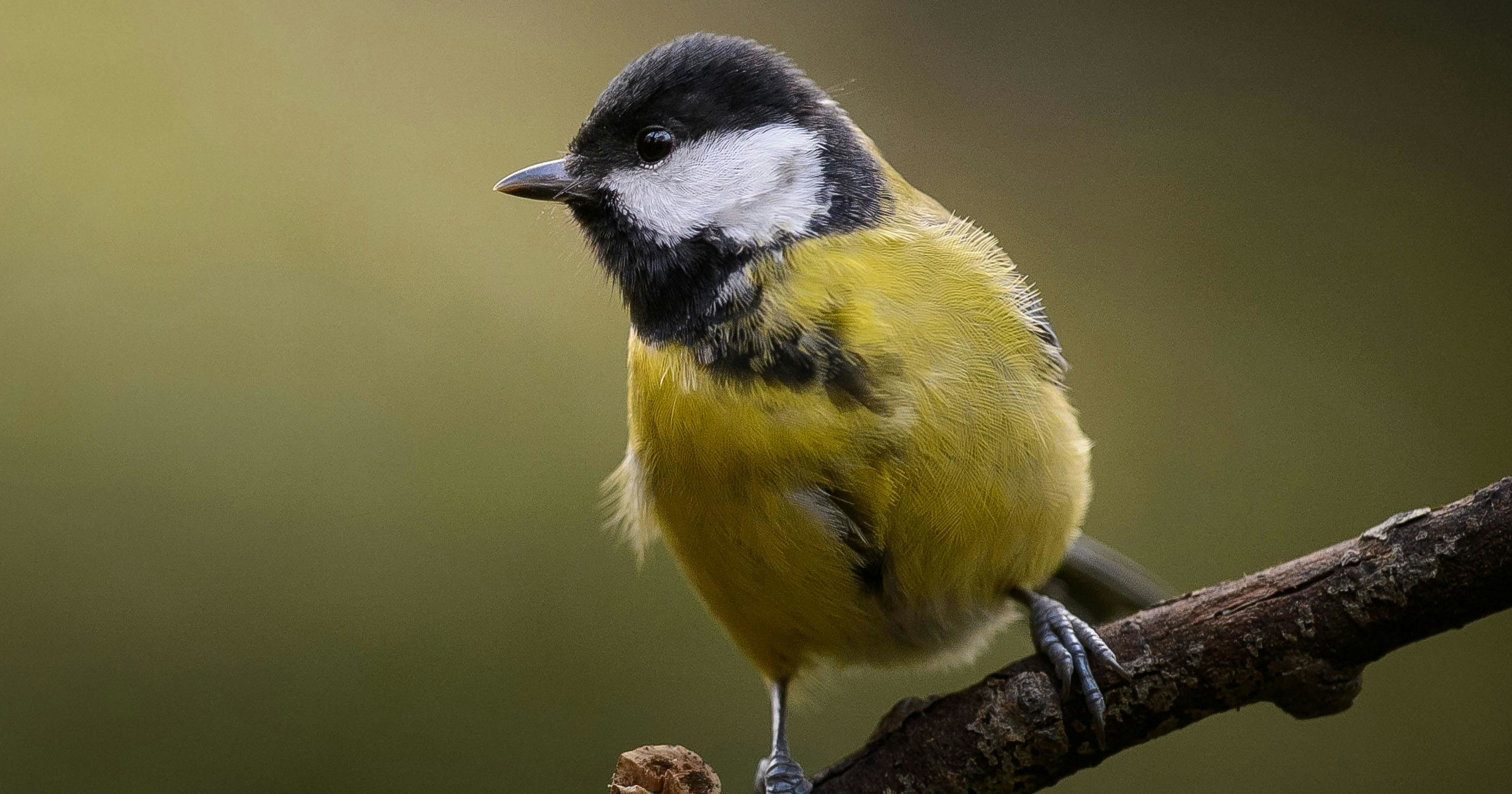 image from Great tits raised by Blue tits fail to pair with conspecifics