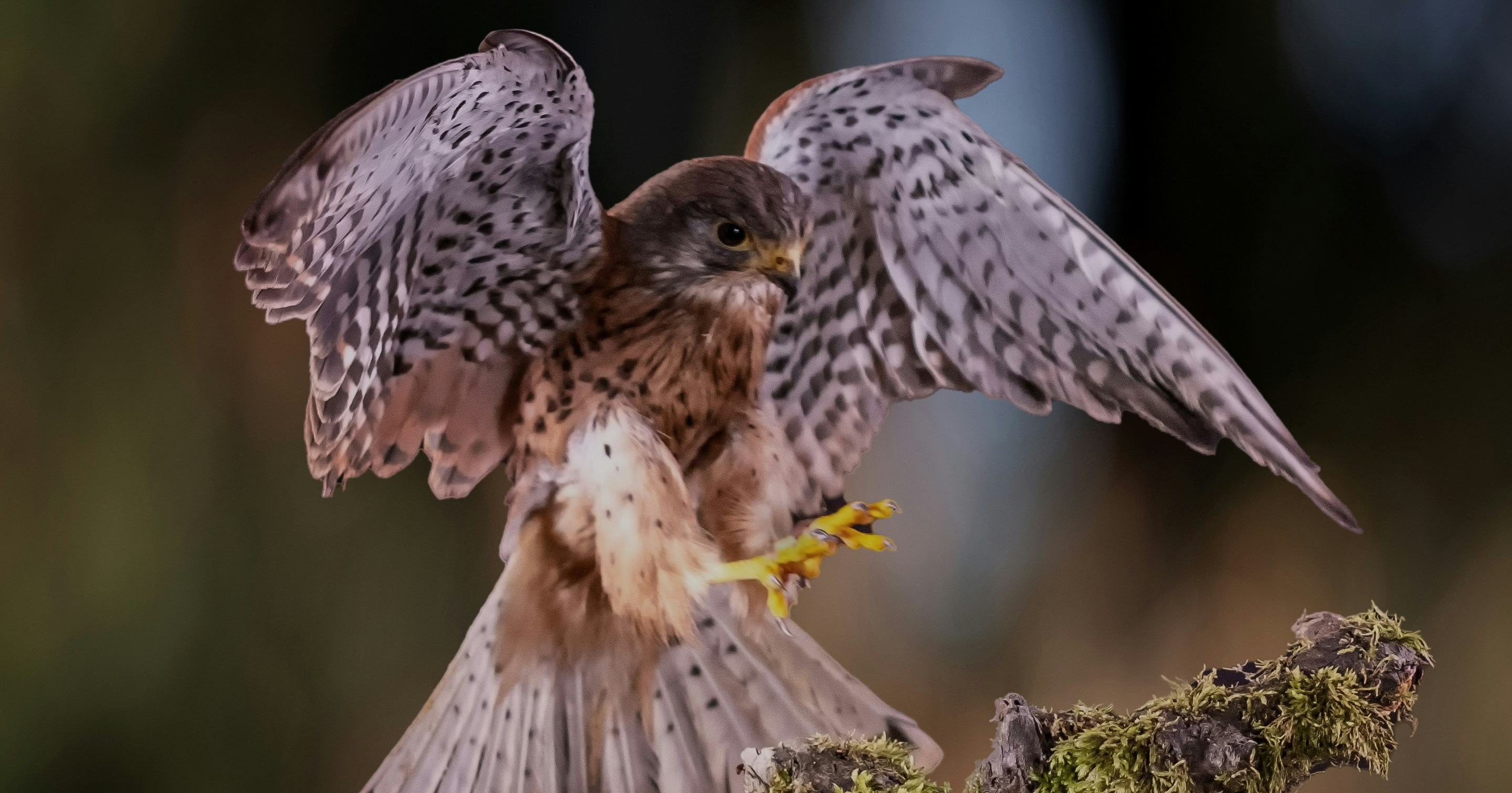 image from Scientists built a kestrel plushie with a pigeon beak—here's why