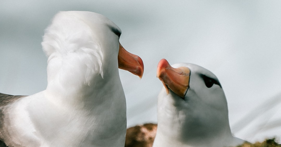 image from Birds in same-sex pairs successfully rear chicks