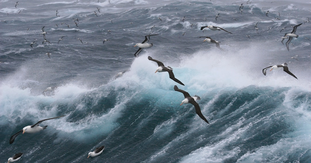 image from Albatrosses listen to the ocean to find their way