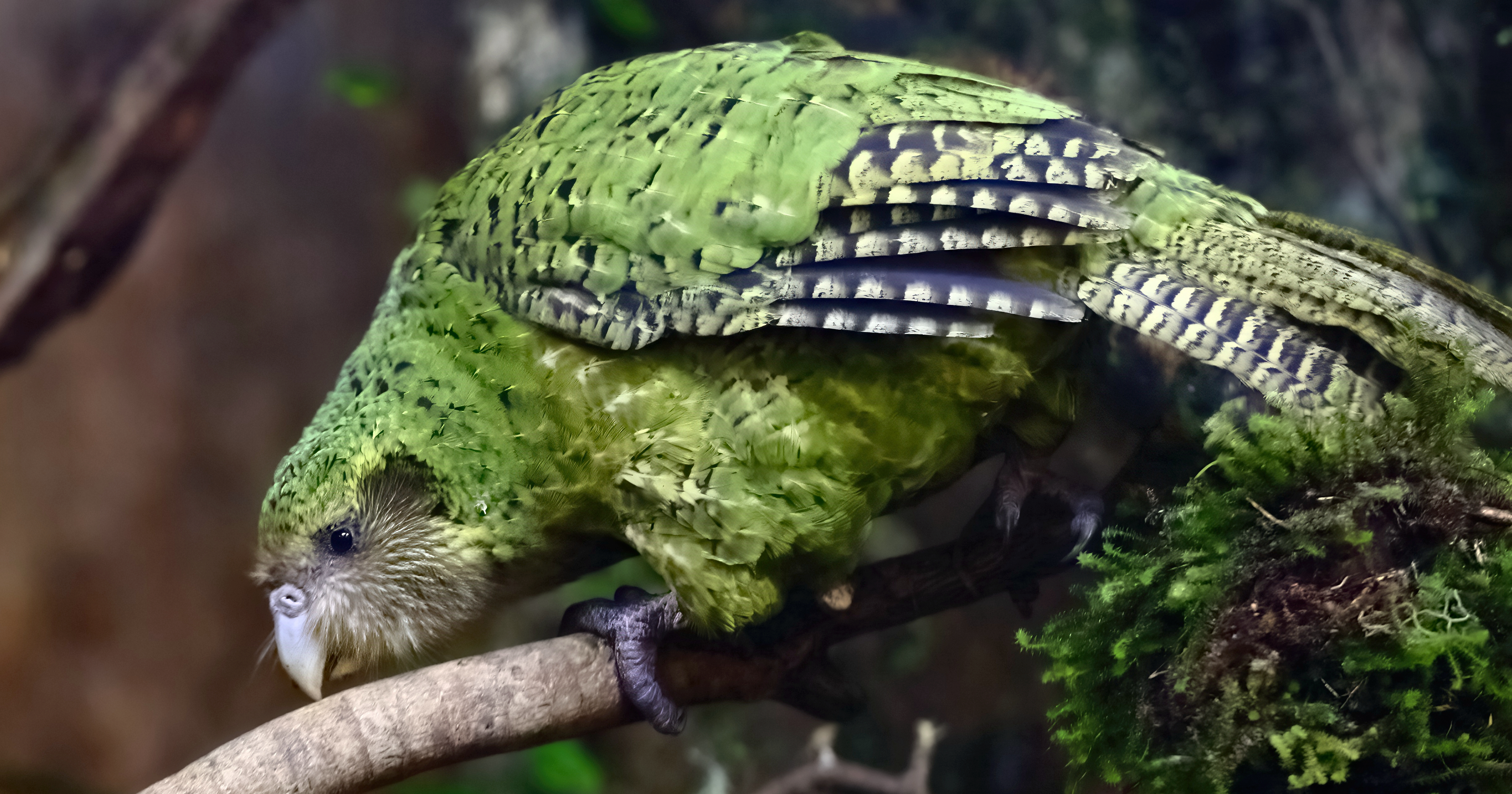 image from Only 241 kākāpō are alive today