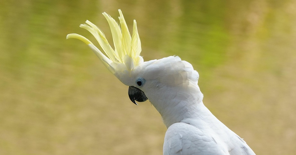 image from 30 killer dance moves discovered in cockatoos