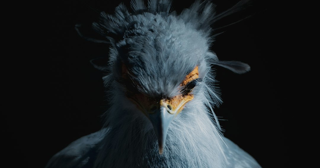 image from The Secretary bird’s skull-crushing kick