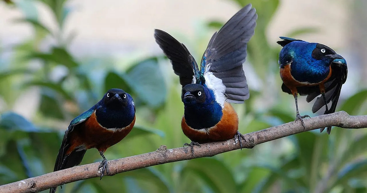 image from Birds form long-term 'friendships' to help each other raise their young