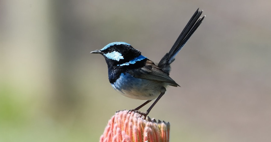 image from Why fairywrens sing to their eggs