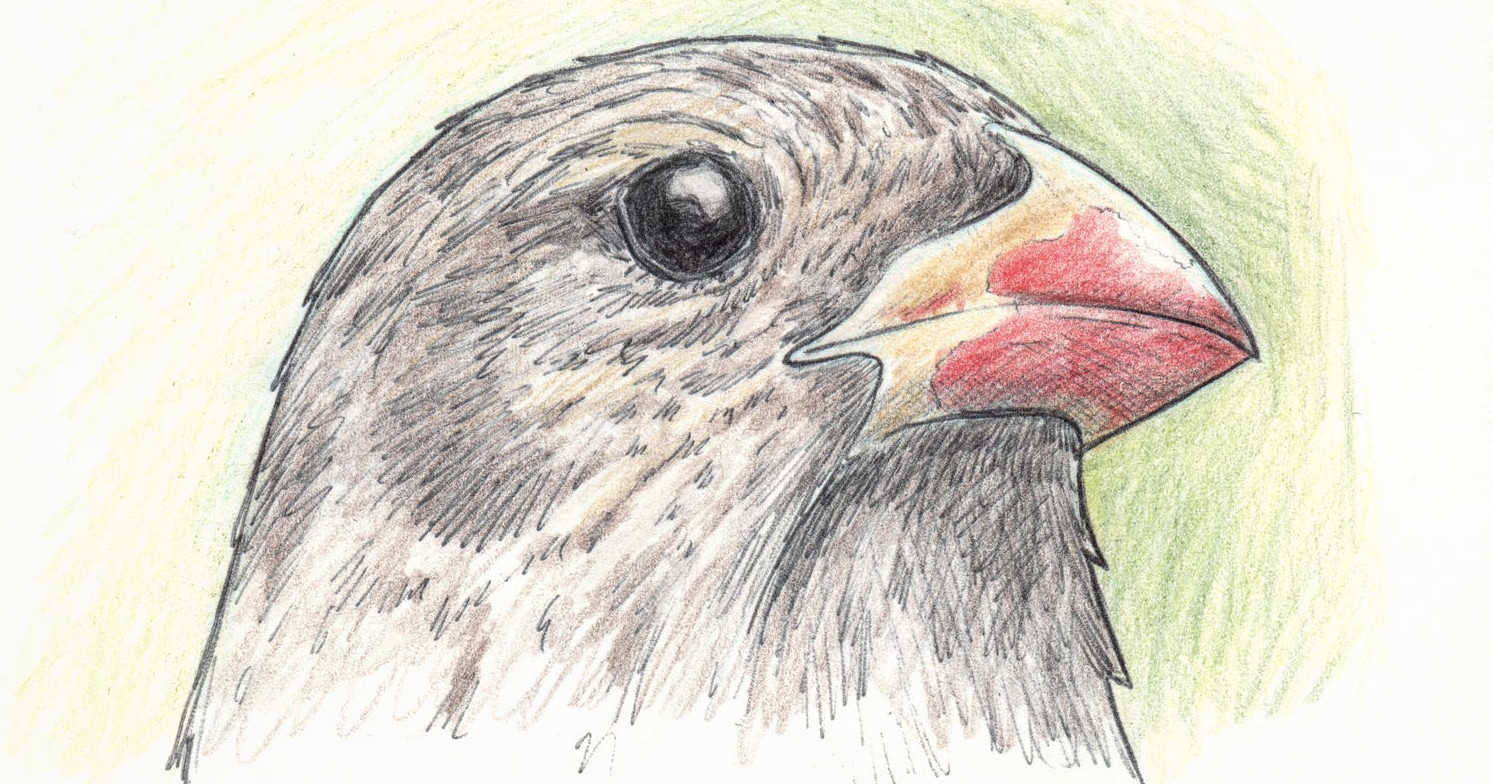 image from The blood-drinking vampire finch
