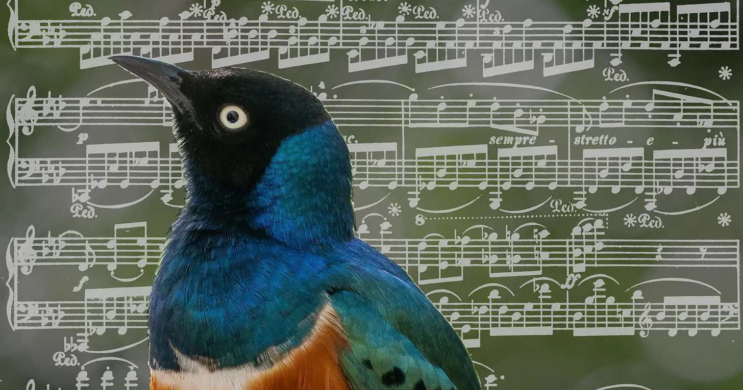 image from Chirping with Chopin