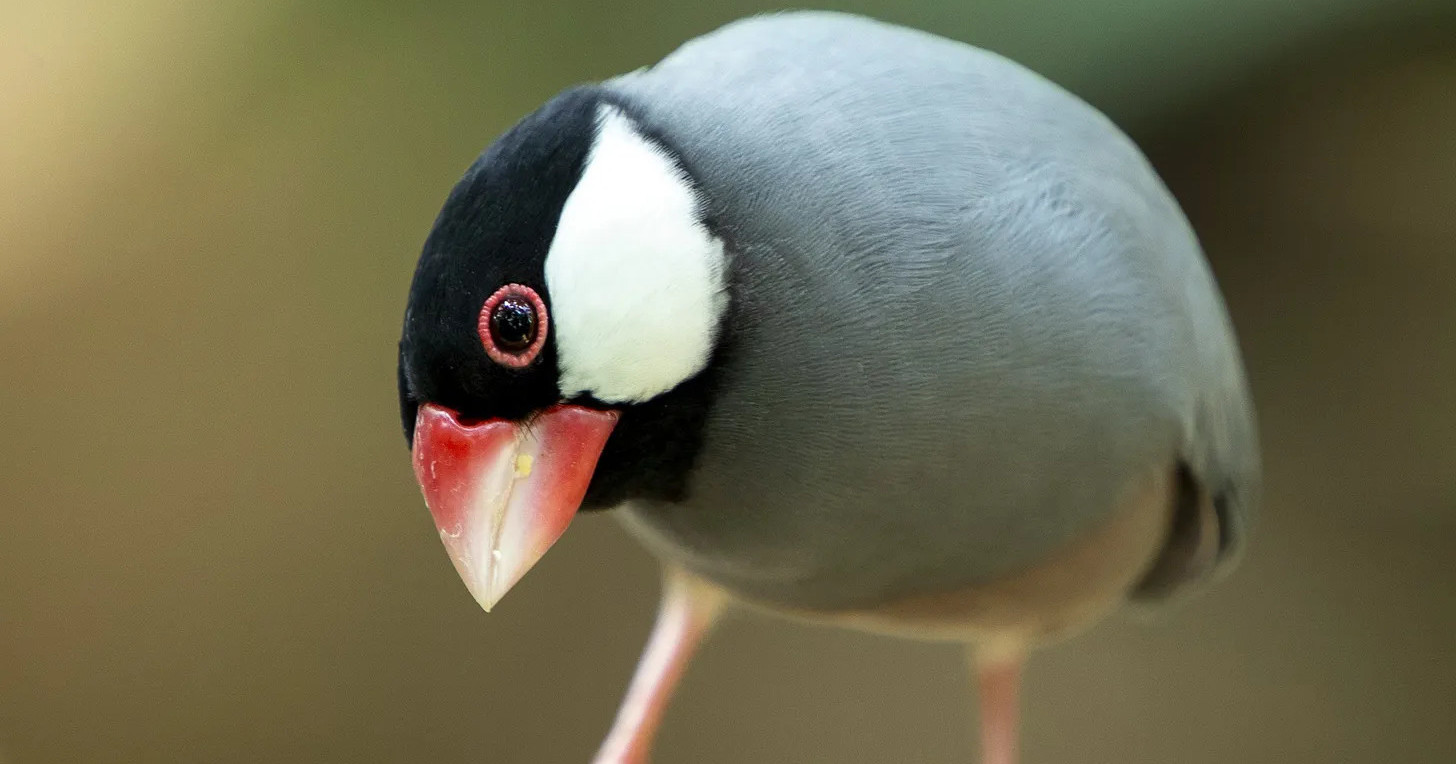 image from These birds have a strong opinion about classical music