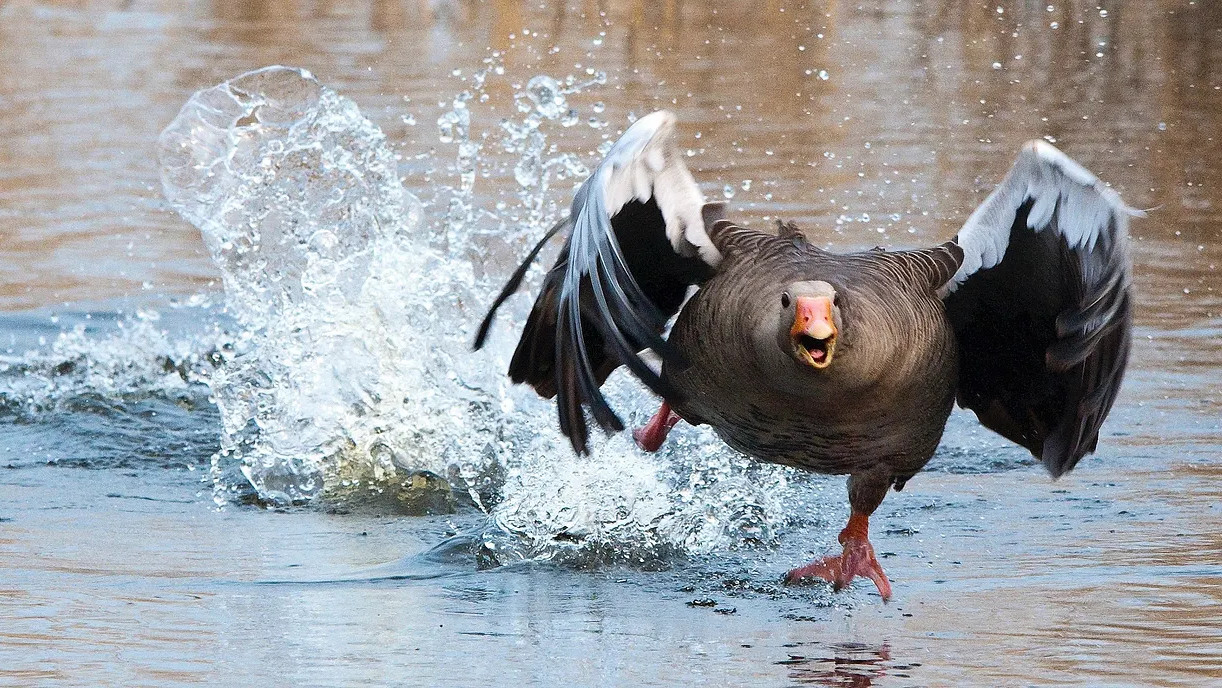 image from Fireworks drive birds into panic flights