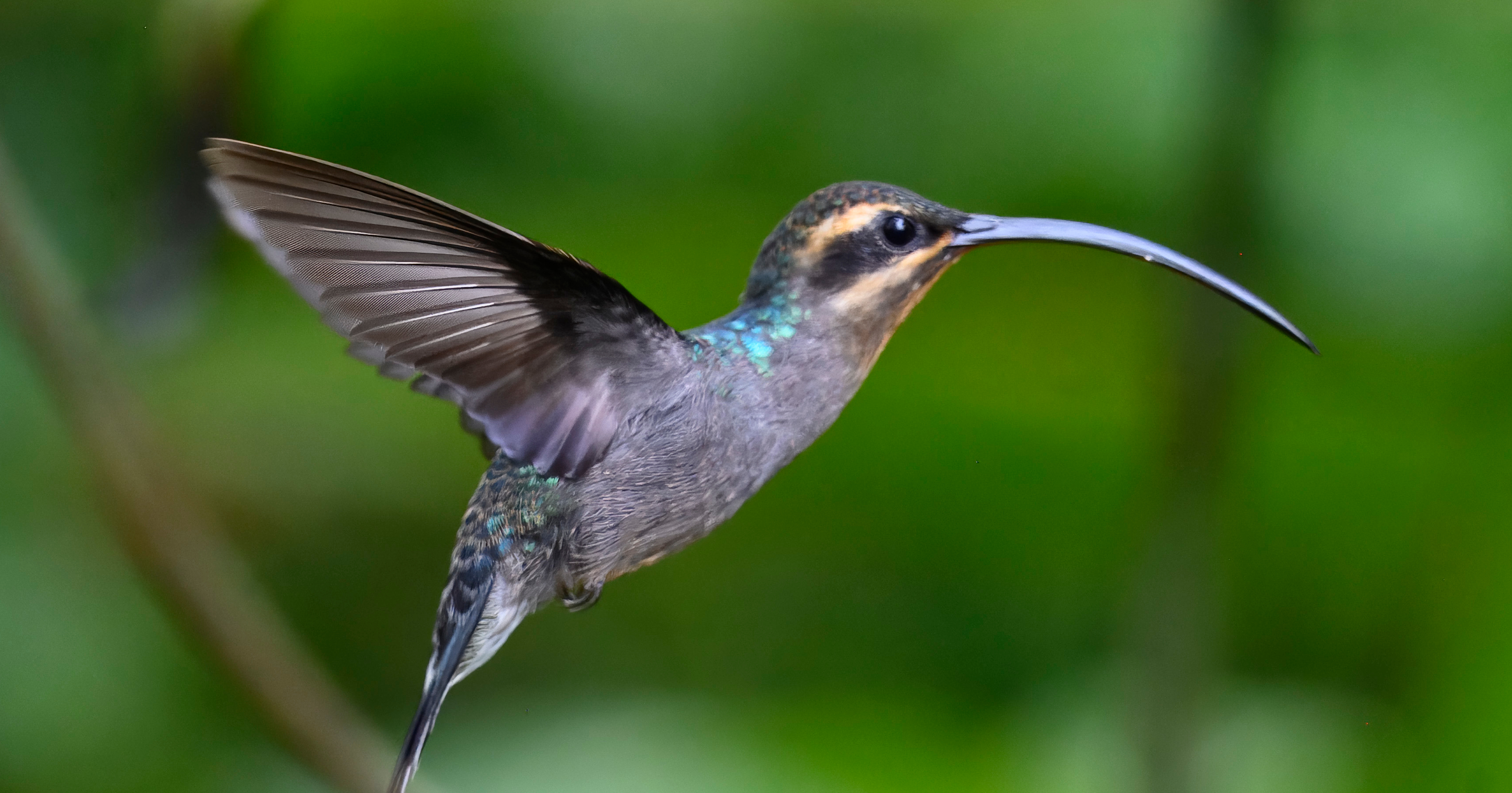 image from These hummingbirds evolved dagger-like bills for aggressive fights