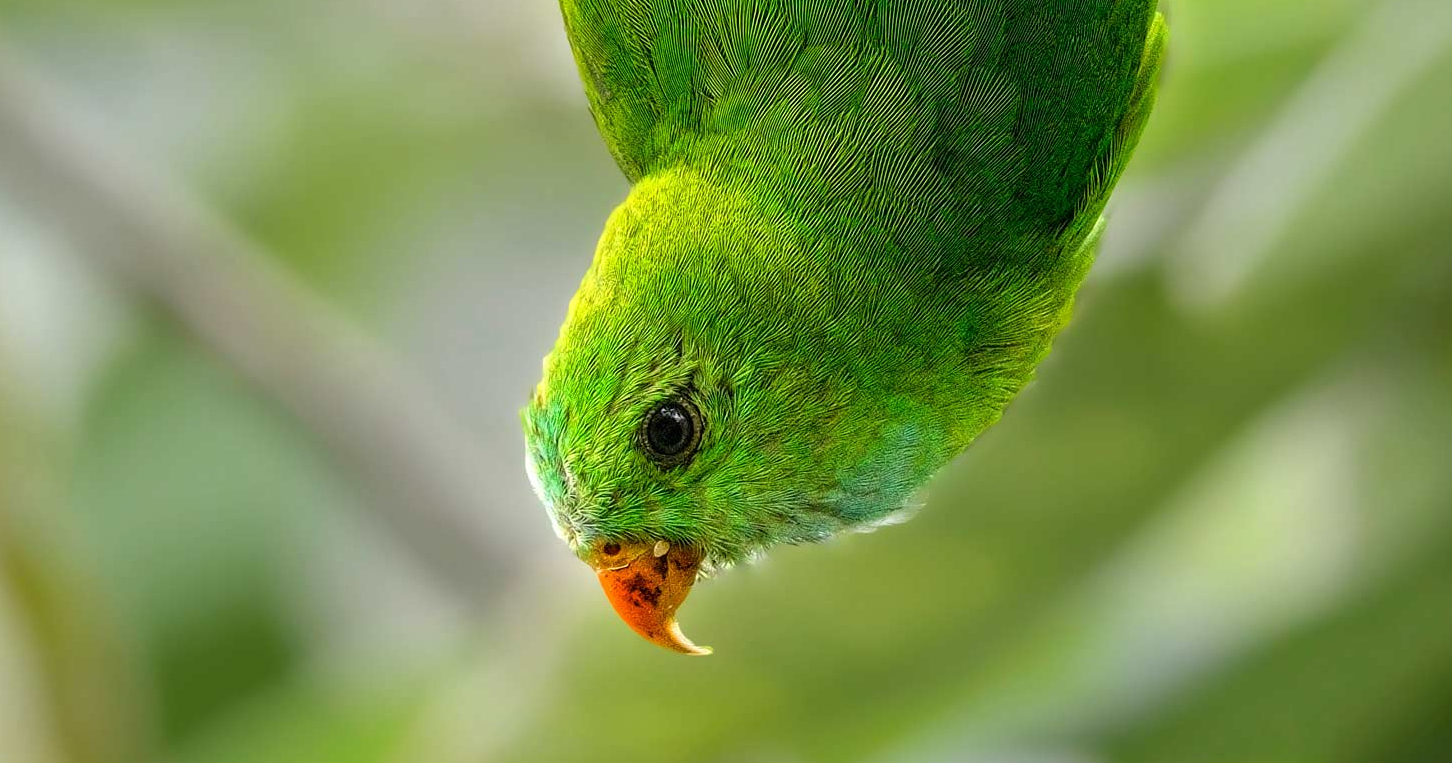image from The upside-down life of hanging parrots