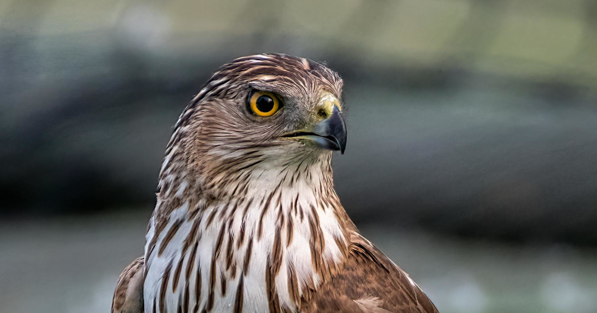 image from This young hawk uses cars as cover for surprise attacks