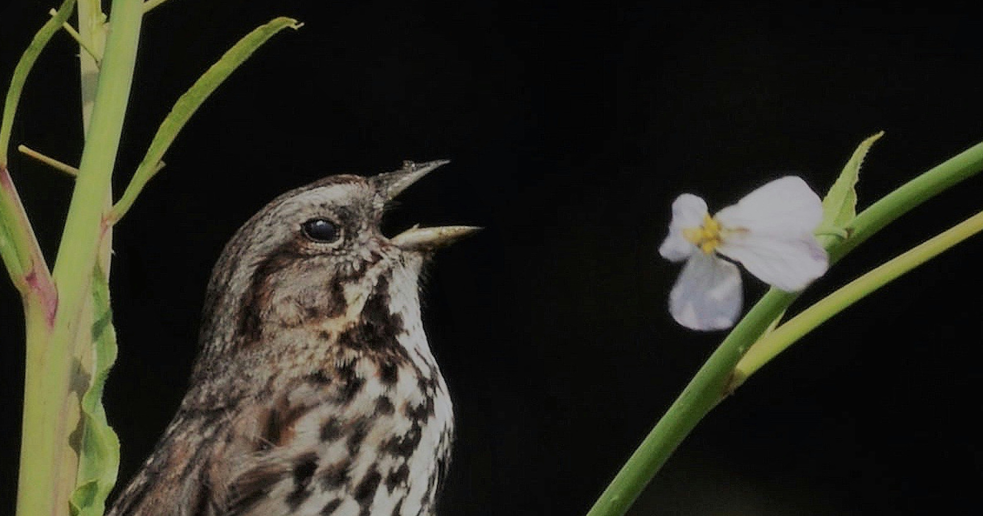 image from Extreme climate events can change how birds sing