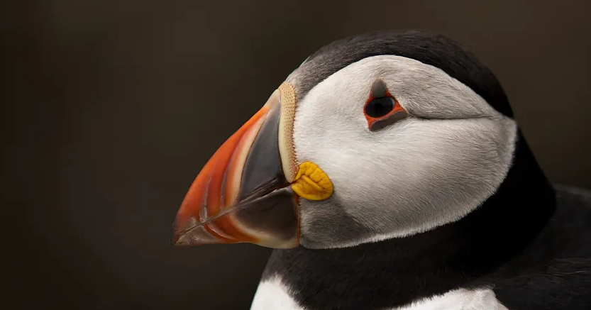 image from Puffin bills glow under UV light