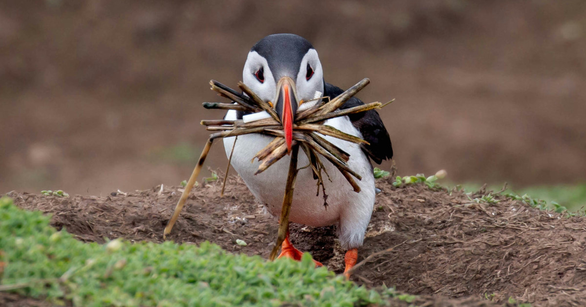 image from Puffins use sticks to scratch an itch
