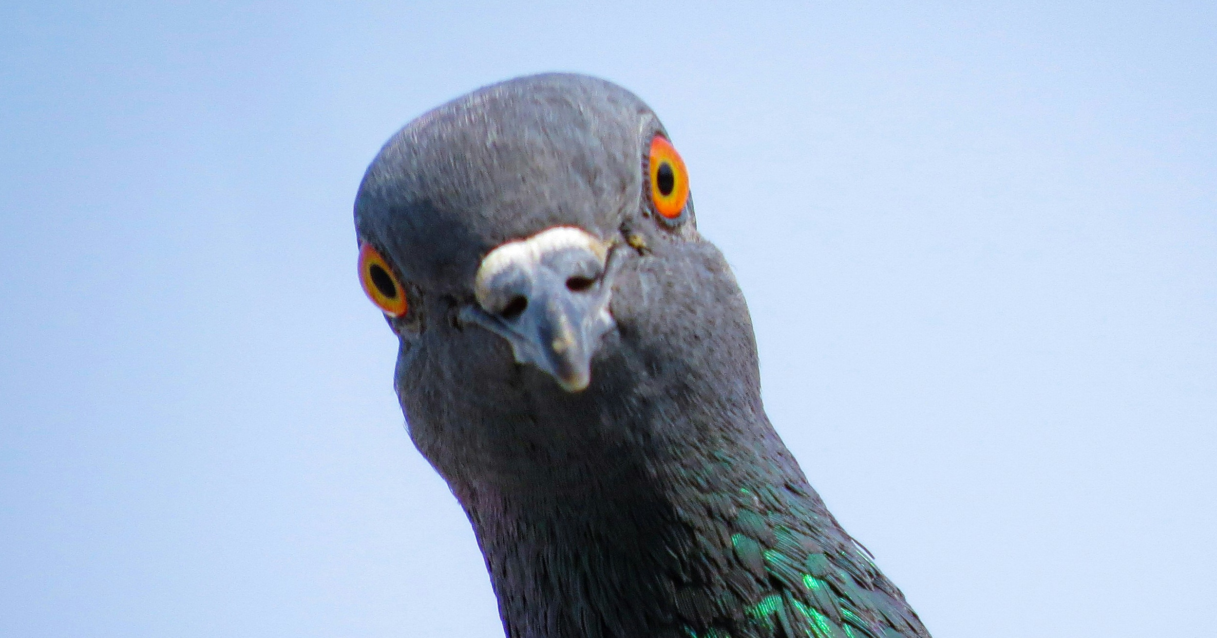 image from Pigeons can recognize a Picasso