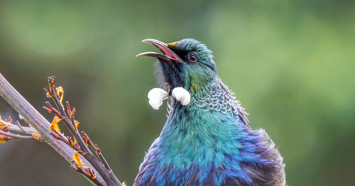 image from The song battles of the New Zealand tūī