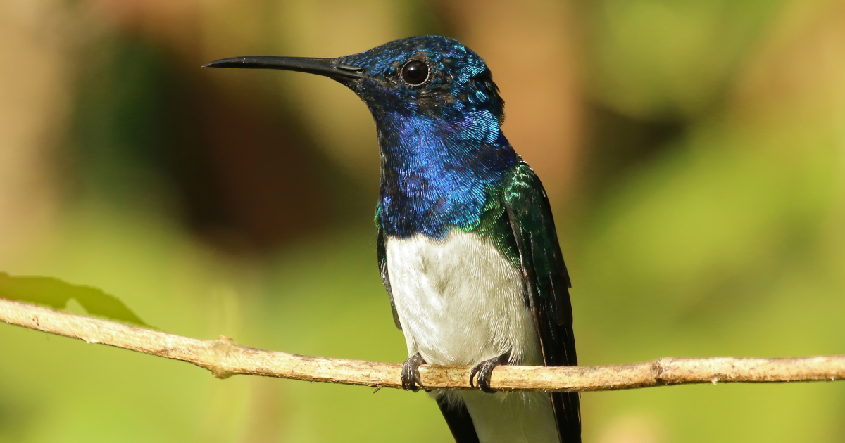 image from Why do some female hummingbirds look like males?