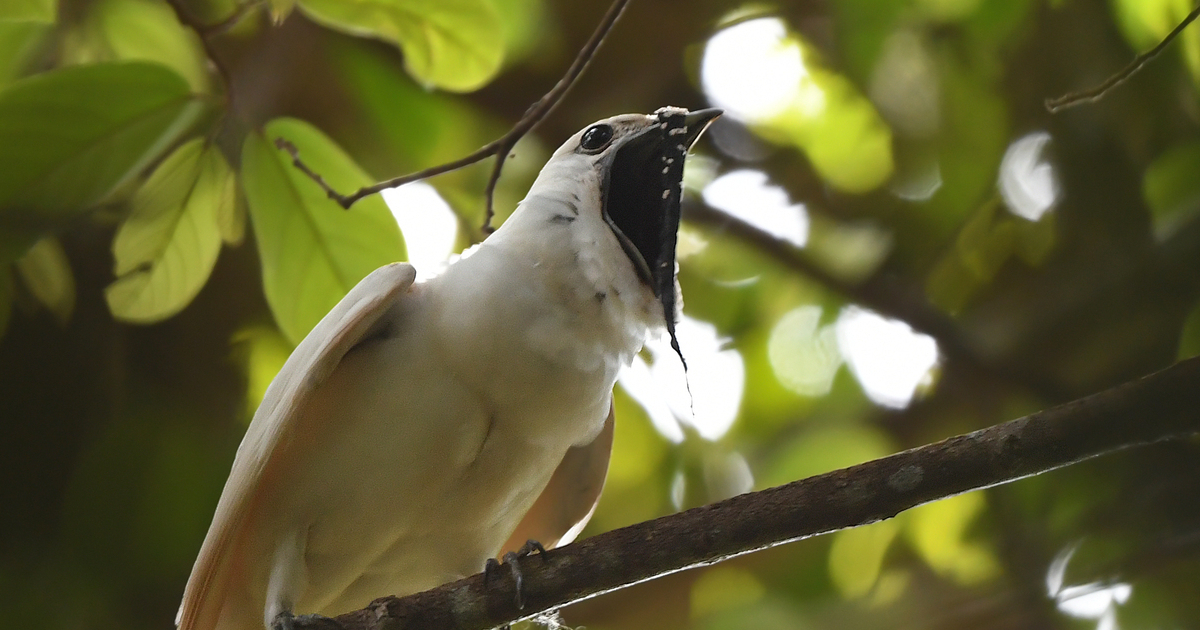 image from The world's loudest bird