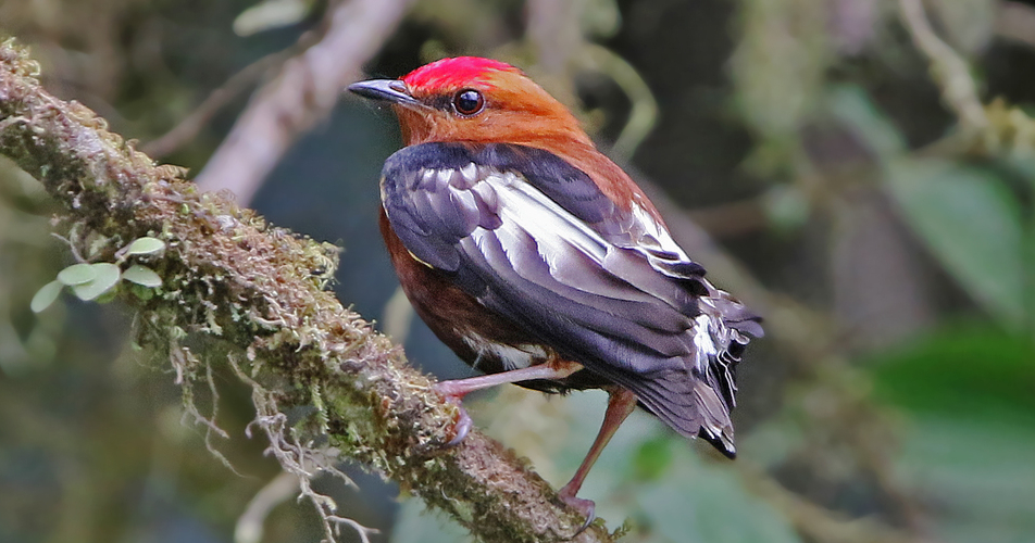 image from This bird sings with his feathers