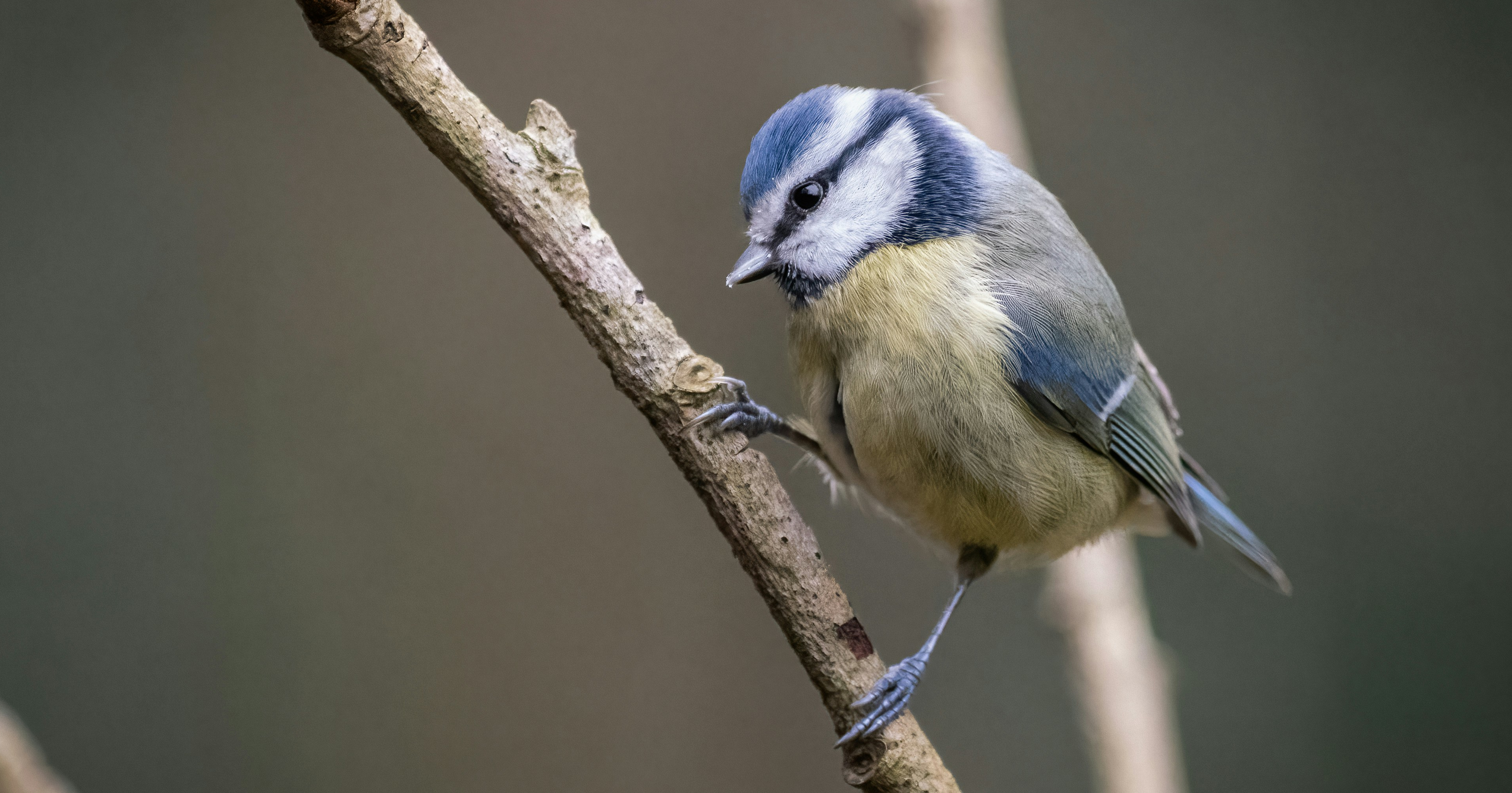 image from Keeping cool helps birds raise bigger chicks
