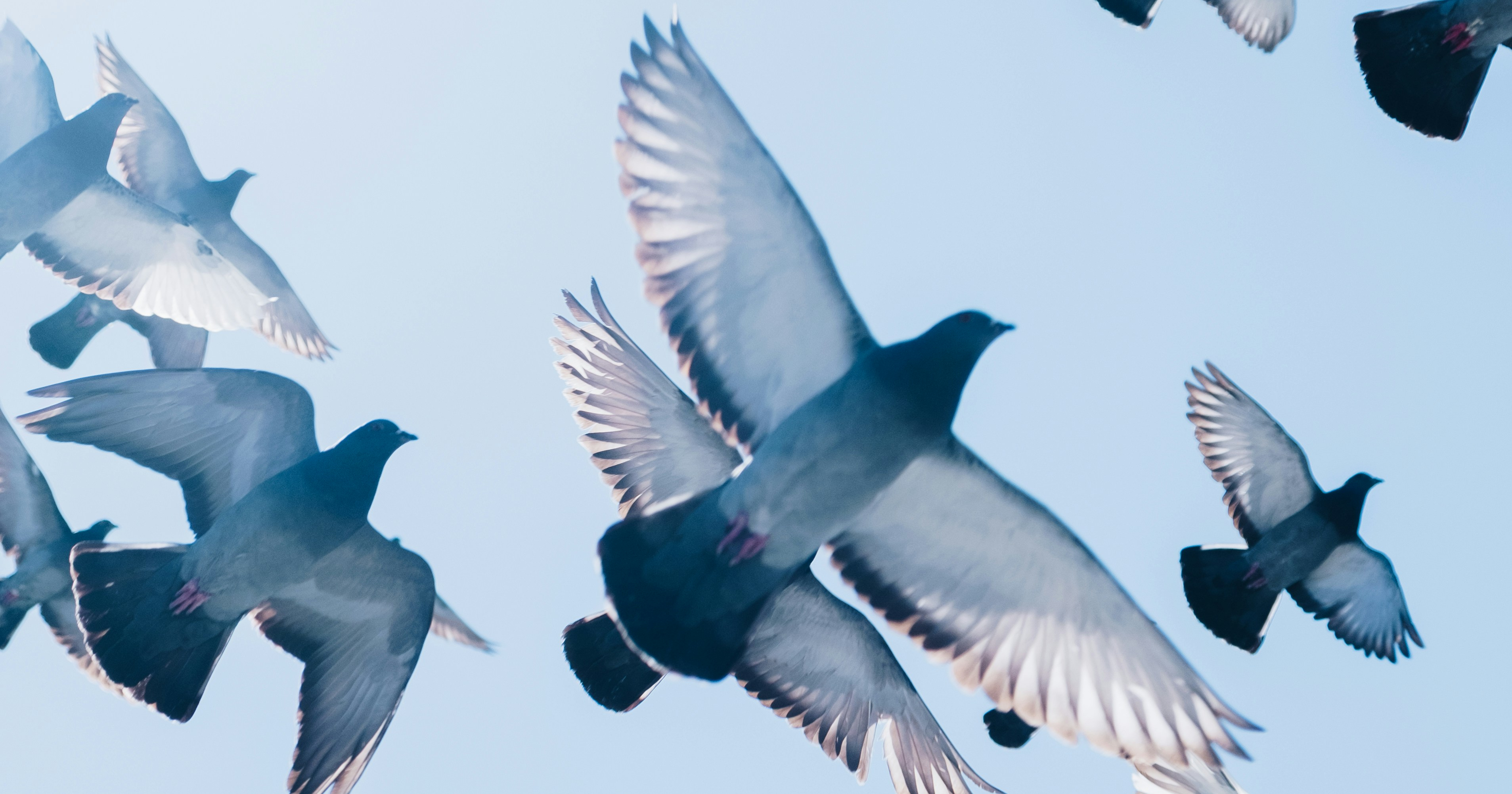 image from Pigeons sense the Earth's magnetic field—with their livers