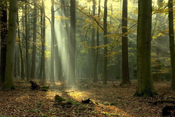 Morning light in the forest
