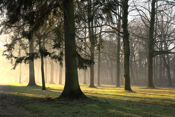 Morning in the park