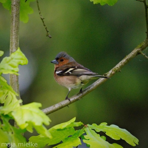 Chaffinch