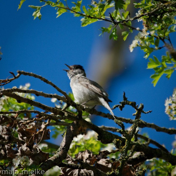 Blackcap